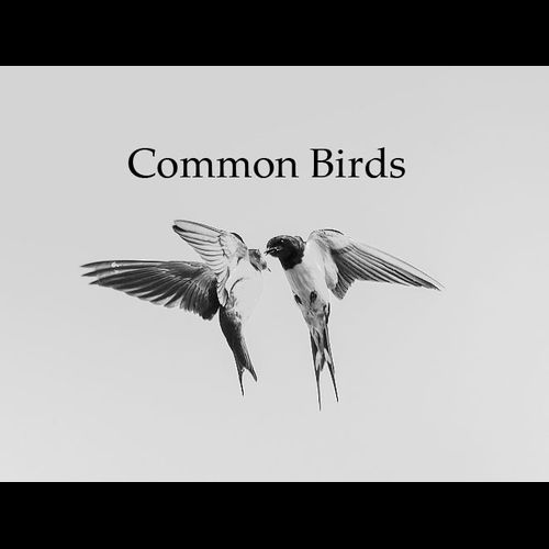 Common Birds res profile | SubmitHub